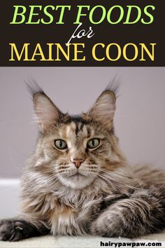 Maine Coons are among the largest and most majestic cat breeds, known for their gentle nature and striking appearance. To keep them healthy and full of energy, a proper diet is crucial.  CLICK THE LINK TO LEARN MORE... Cat Website, Most Popular Cat Breeds, Annoying Things, Getting A Kitten, Cat Proofing, Cat Scratchers