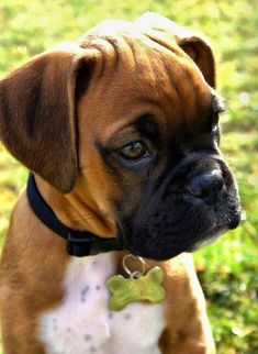 a brown and white dog sitting on top of a grass covered field with a green tag