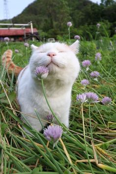 a white cat sitting in the grass with its eyes closed and it's head up