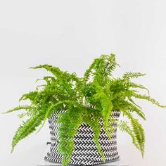 a green plant in a black and white basket