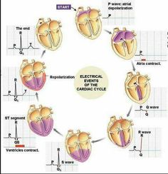 the diagram shows an electrical event in the heart