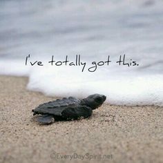 a baby turtle crawling out of the sand with a message written on it's back