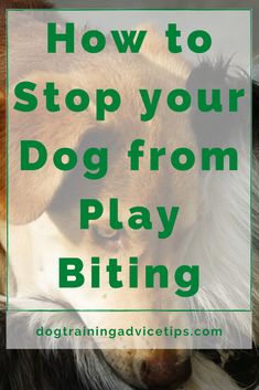 a dog with the words how to stop your dog from playing biting