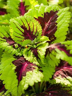 some very pretty green and red plants in the grass