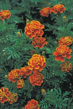 orange and yellow flowers are growing in the grass