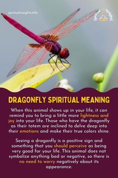 a dragonfly sitting on top of a flower next to a quote about the meaning