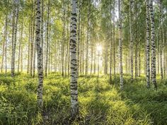 the sun shines through the trees in this forest filled with green grass and tall grasses