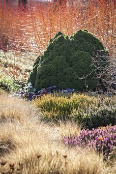 a large mound of dirt sitting in the middle of a garden filled with lots of plants