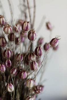 small purple flowers in a glass vase on a white table top with blurry background