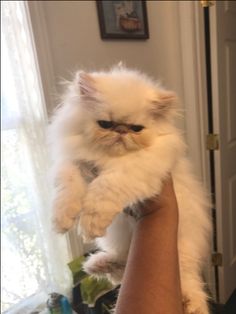 a fluffy white cat is being held up by someone's arm in front of a door