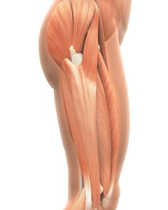 an image of the back of a person's legs with muscles highlighted in red