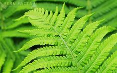 a close up view of a green fern leaf