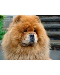 a brown dog is standing in front of some stairs and bushes with its head turned to the side