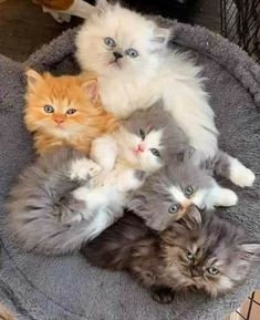 several kittens are laying in a cat bed on top of each other and one is looking at the camera