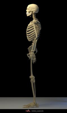 a skeleton standing upright in the dark