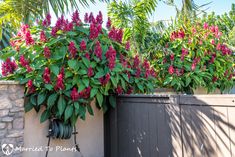 purple flowers are growing on the side of a building near a fence and palm trees