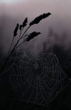 a spider web with dew drops on it and a plant in the foreground against a foggy sky