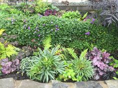 a garden filled with lots of different types of flowers and plants growing on top of rocks