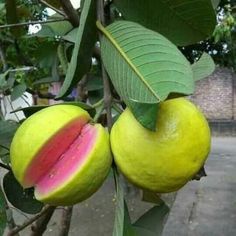 two pieces of fruit hanging from a tree with green leaves on the top and bottom