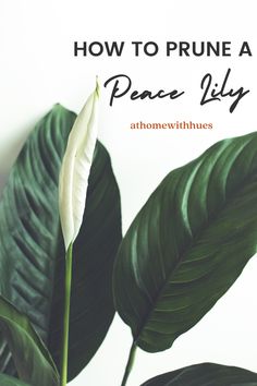 a close up of a plant with the words how to prune a peace lily