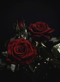 black and white photograph of three roses with leaves on the bottom, in front of a dark background