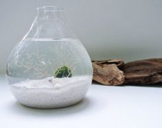 a glass vase filled with white sand and a small green plant in the center, next to a piece of driftwood