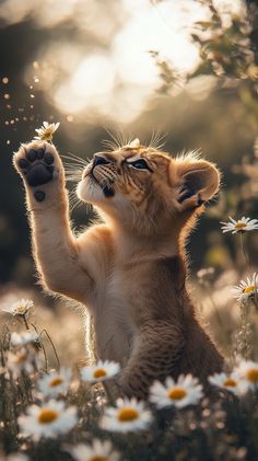 a small kitten standing on its hind legs in a field of daisies