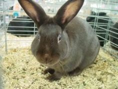 a gray rabbit sitting inside of a cage