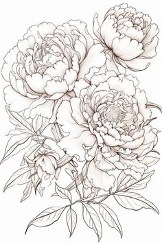 three peonies are shown in this drawing