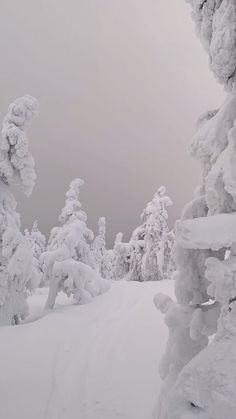 a person riding skis down a snow covered slope in front of tall pine trees