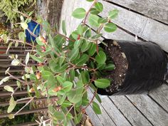 a potted plant sitting on top of a wooden table