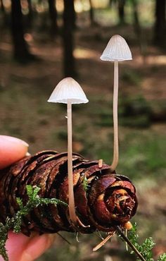 a hand holding a tiny pine cone with mushrooms on it and moss growing out of it