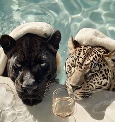 two black and white leopards in the water next to each other with wine glasses