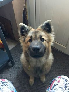 a close up of a dog sitting on the ground