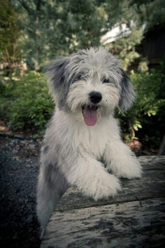 a shaggy white dog sitting on top of a wooden bench in front of some trees