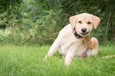 a yellow labrador retriever puppy sitting in the grass