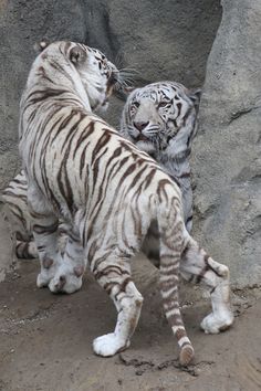 two white tiger standing next to each other in front of a large rock wall,