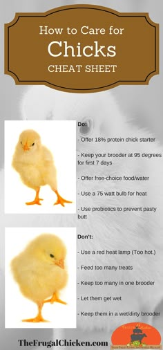 the instructions for how to care for chickens and their chicks are shown in this guide