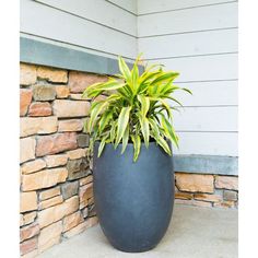 a large potted plant sitting next to a brick wall