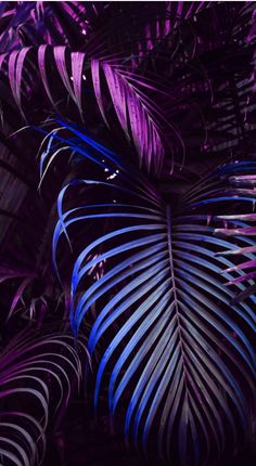 purple and blue palm leaves are shown in the dark night time light, with only one leaf visible on the left side