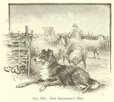 an old black and white drawing of a dog sitting in front of two sheep on a farm