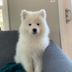 a small white dog sitting on top of a couch