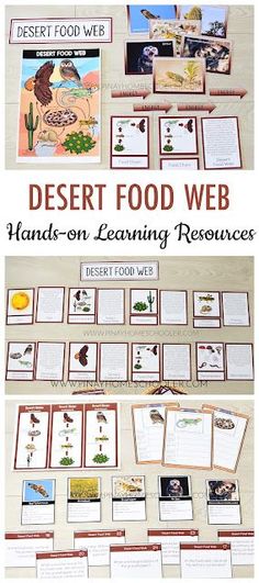 the desert food web is an interactive activity for kids to learn how to use it