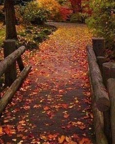 a wooden bench sitting on top of a lush green field covered in leaves next to trees