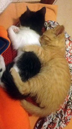 two kittens cuddle together on an orange and white blanket in the middle of a room