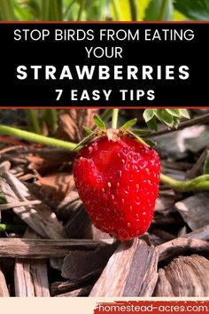 Red strawberry in the garden with a hole pecked in the top. Text overlay says Stop Birds From Eating Your Strawberries 7 Easy Tips. Two Wild, Wild Strawberry, Growing Strawberries, Survival Gardening, Heirloom Vegetables, Vegetable Gardens, Strawberry Plants, Veg Garden, Wild Strawberries