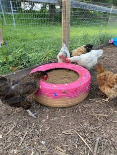 chickens and roosters are eating out of a pink tire in the dirt near a fence