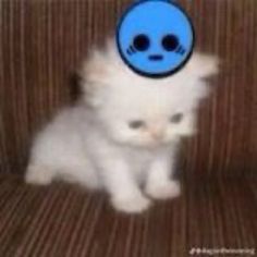 a white kitten sitting on top of a brown chair with a blue face painted on it's head