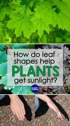 green leaves with the words how do leaf shapes help plants get sunlight? on them