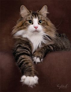 a cat laying on top of a couch with its paws up and eyes wide open